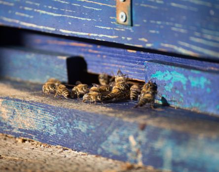 klausen-bienen-honig_wolfgang-gafriller[3]